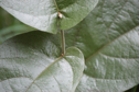 Aristolochia asclepiadifolia